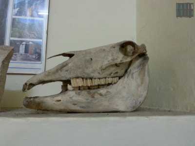 Il cranio di un grande animale ritrovato durante un'esplorazione